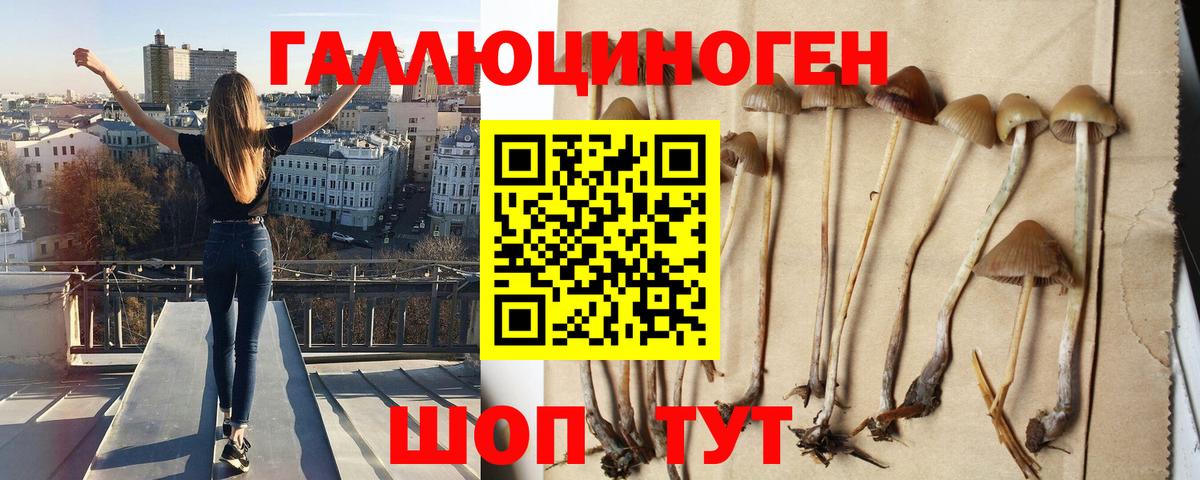 Псилоцибиновые грибы Psilocybine cubensis Тамбов